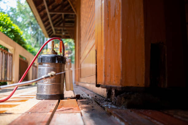 Best Local Pest Control Services  in Whitmire, SC