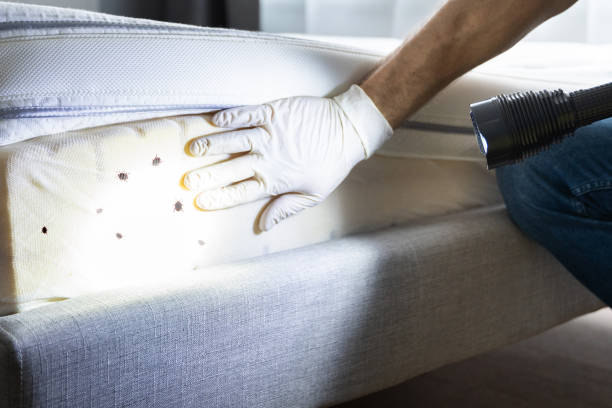 Best Emergency Pest Control  in Whitmire, SC