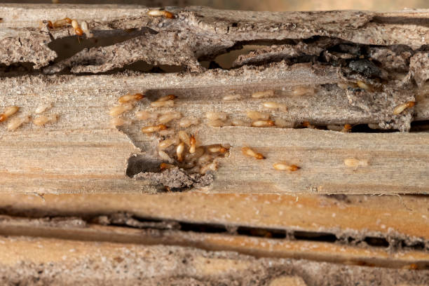 Best Affordable Pest Control Services  in Whitmire, SC