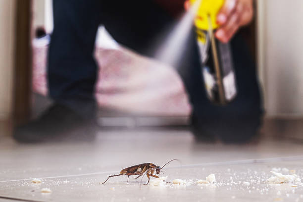 Wasp Removal Services in Whitmire, SC